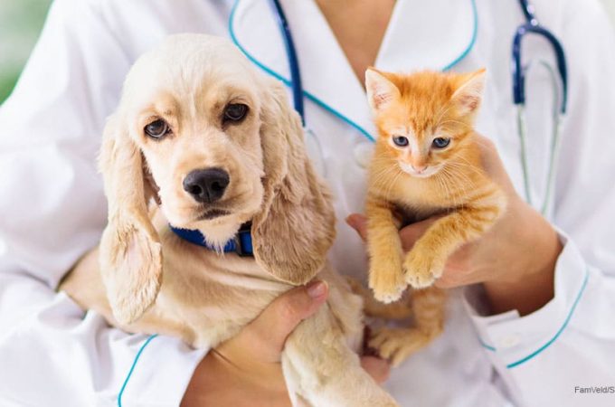 Dog-and-Cat-0520